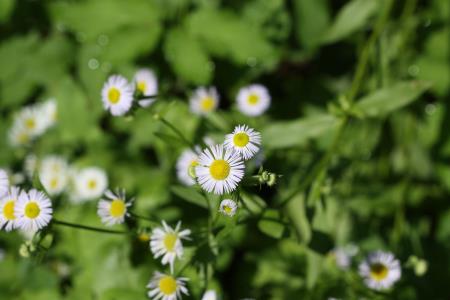 enoletna suholetnica2 (1)